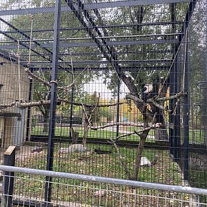 Primate Building - King Vulture Exhibit