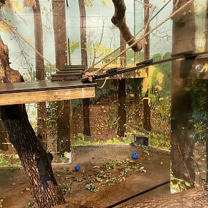 Primate Building - Mantled Guereza Exhibit