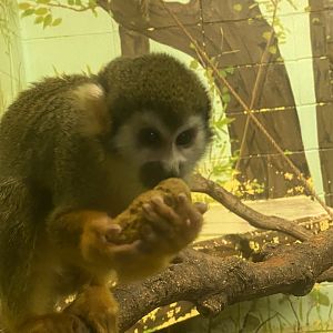 Common Squirrel Monkey