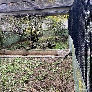 Aviaries - Northern Pintail Exhibit