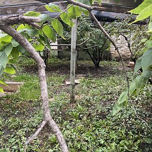 Aviaries - Scarlet Ibis Exhibit