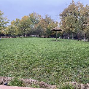 Rare Rhinos of Africa - Eastern Black Rhinoceros Exhibit