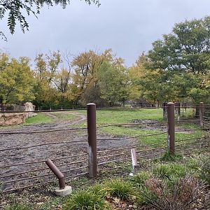 Rare Rhinos of Africa - Eastern Black Rhinoceros Exhibit