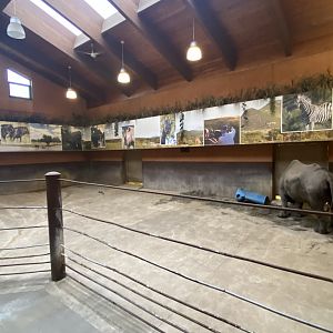 Rare Rhinos of Africa - Indoor Eastern Black Rhinoceros Exhibit