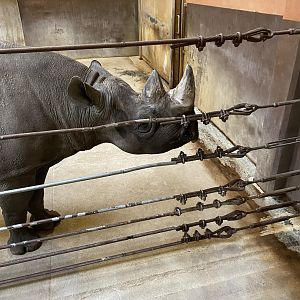 Eastern Black Rhinoceros