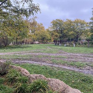 Rare Rhinos of Africa - Eastern Black Rhinoceros Exhibit