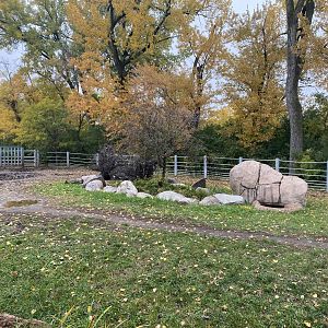 Rare Rhinos of Africa - Eastern Black Rhinoceros Exhibit