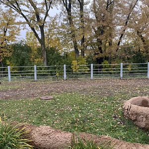 Rare Rhinos of Africa - Eastern Black Rhinoceros Exhibit