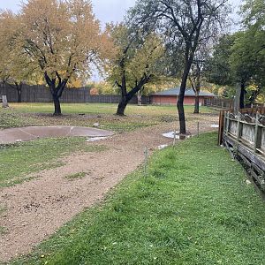 African Savanna - Generic Giraffe/Grevys Zebra/Common Ostrich/Grey-Crowned Crane Exhibit
