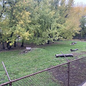 African Savanna - African Wild Dog Exhibit
