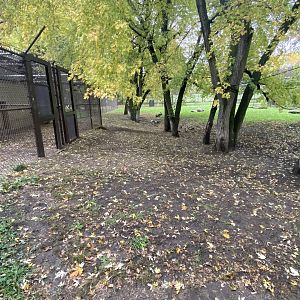 African Savanna - African Wild Dog Exhibit