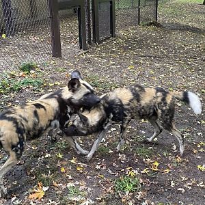 African Wild Dogs