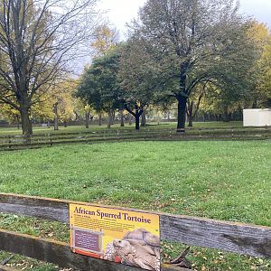African Savanna - African Spurred Tortoise/Leopard Tortoise Exhibit