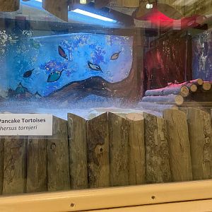 Giraffe Building - Pancake Tortoise Exhibit