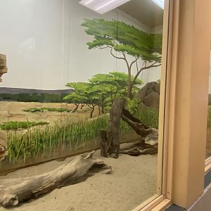 Giraffe Building - Indoor Meerkat Exhibit