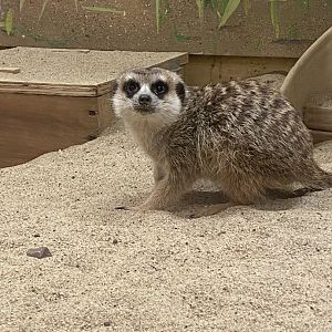 Slender-Tailed Meerkat