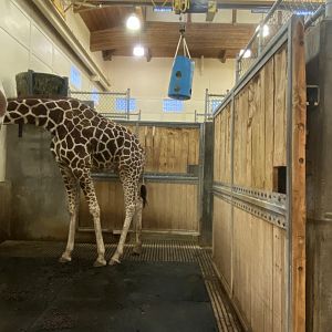 Giraffe Building - Indoor Giraffe Exhibit