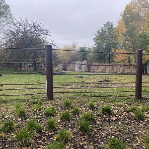 Rare Rhinos of Africa - Eastern Black Rhinoceros Exhibit