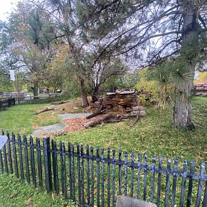 Chinese Alligator Exhibit