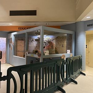 Dwarf Mongoose/Von Der Decken’s Hornbill Exhibit