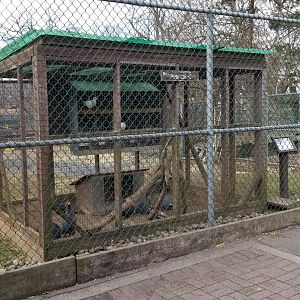 Johnson Park Jan 21 - Pigeons, guineafowl