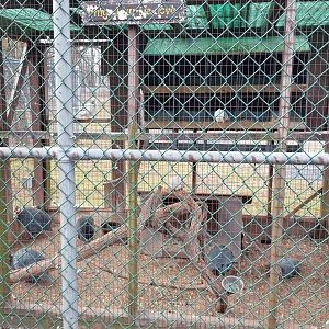 Johnson Park Jan 21 - Pigeons, guineafowl