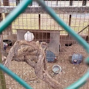 Johnson Park Jan 21 - Pigeons, guineafowl