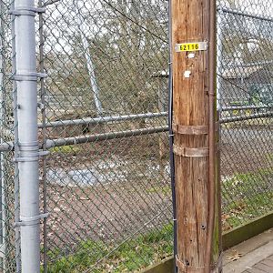 Johnson Park Jan 21 - Pigs