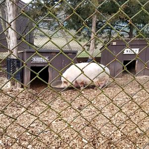 Johnson Park Jan 21 - Pigs