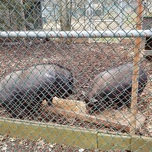 Johnson Park Jan 21 - Pigs