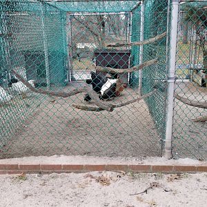 Johnson Park Jan 21 - Chickens