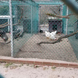 Johnson Park Jan 21 - Chickens