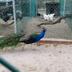 Johnson Park Jan 21 - Chickens, indian peafowl