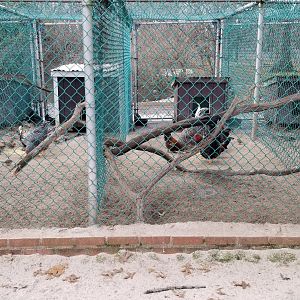 Johnson Park Jan 21 - Chickens