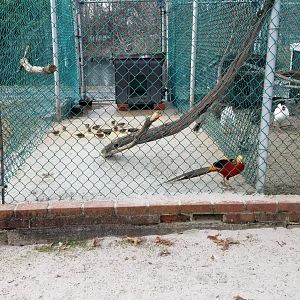 Johnson Park Jan 21 - Golden pheasant