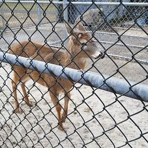 Johnson Park Jan 21 - Whitetail