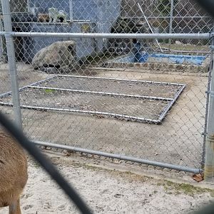 Johnson Park Jan 21 - Empty, formerly otters maybe?