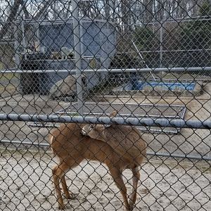 Johnson Park Jan 21 - Whitetail, empty exhibit