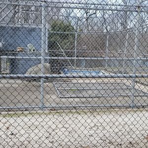 Johnson Park Jan 21 - Empty, formerly otters maybe?