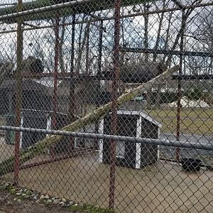 Johnson Park Jan 21 - Carnivores