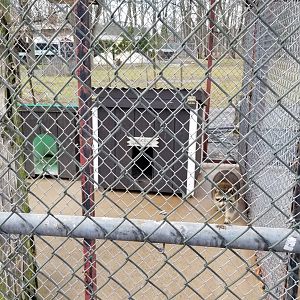 Johnson Park Jan 21 - Raccoon