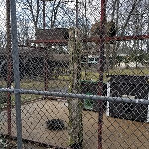 Johnson Park Jan 21 - Raccoon