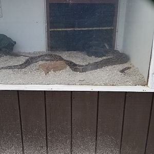 Johnson Park Jan 21 - Unsigned snake