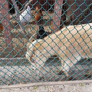 Johnson Park Jan 21 - Goat, chickens