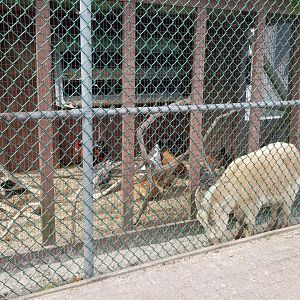 Johnson Park Jan 21 - Goat, chickens