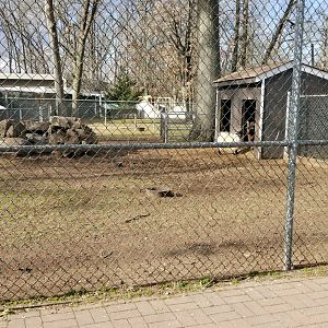 Johnson Park Jan 21 - Goats