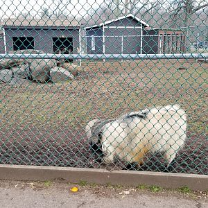 Johnson Park Jan 21 - Goats
