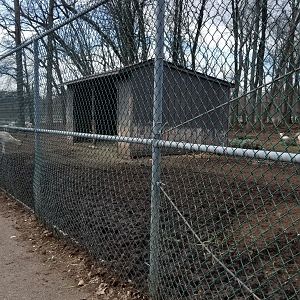 Johnson Park Jan 21 - Goats, fallow deer
