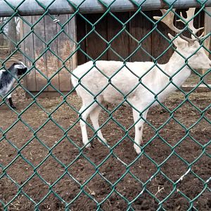 Johnson Park Jan 21 - Goats, fallow deer