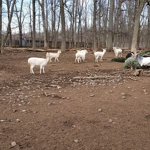 Johnson Park Jan 21 - Goats, fallow deer